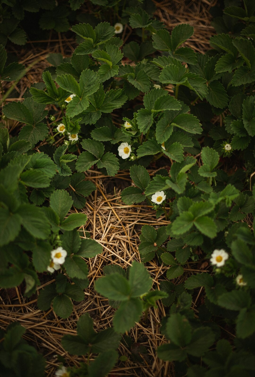 strawberry plants in garden