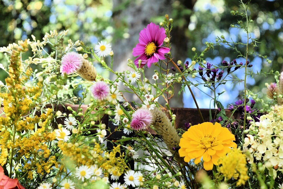 summer flowers blooming in garden