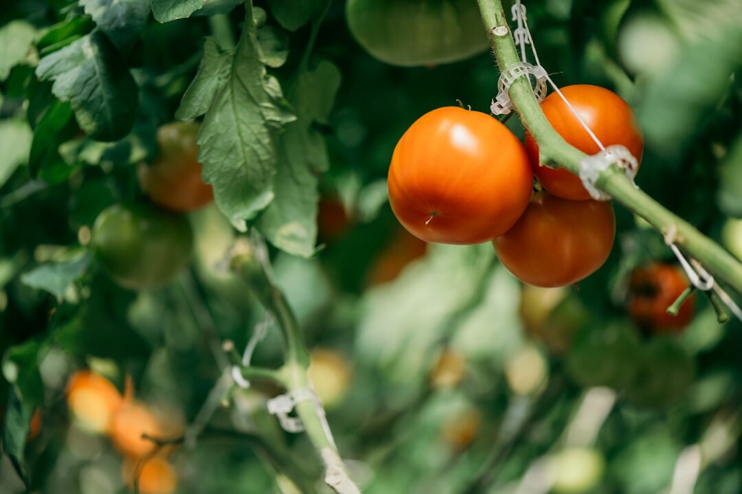 Interior of a garden greenhouse with tomato plants in the Czech Republic