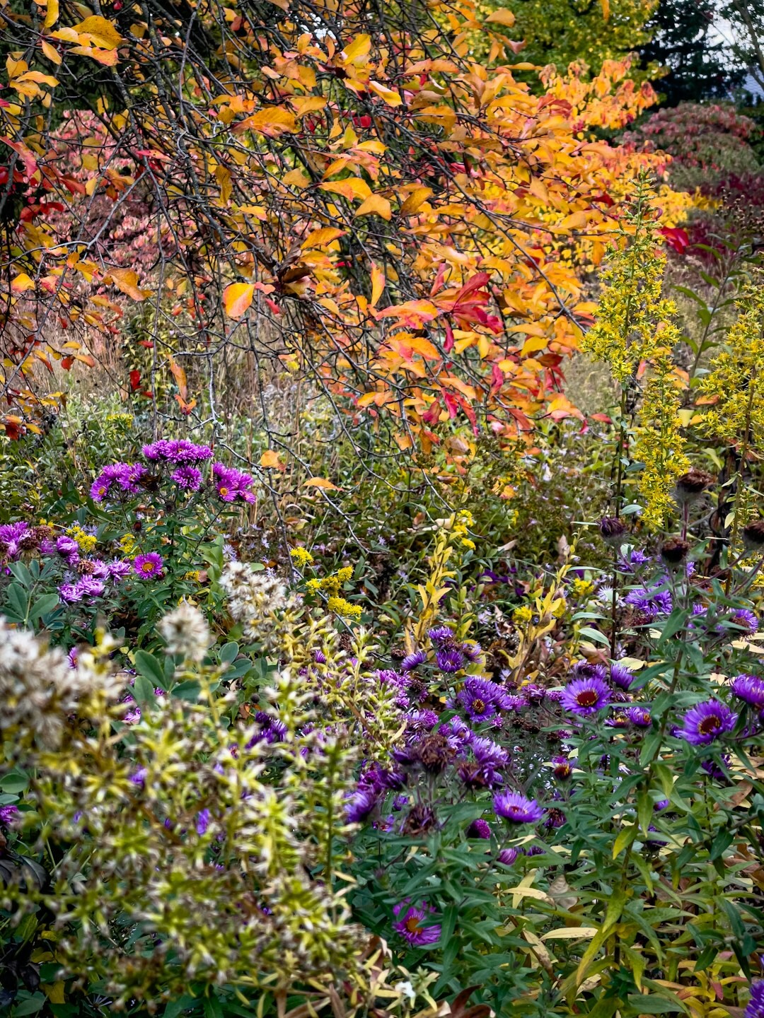 autumn garden planting