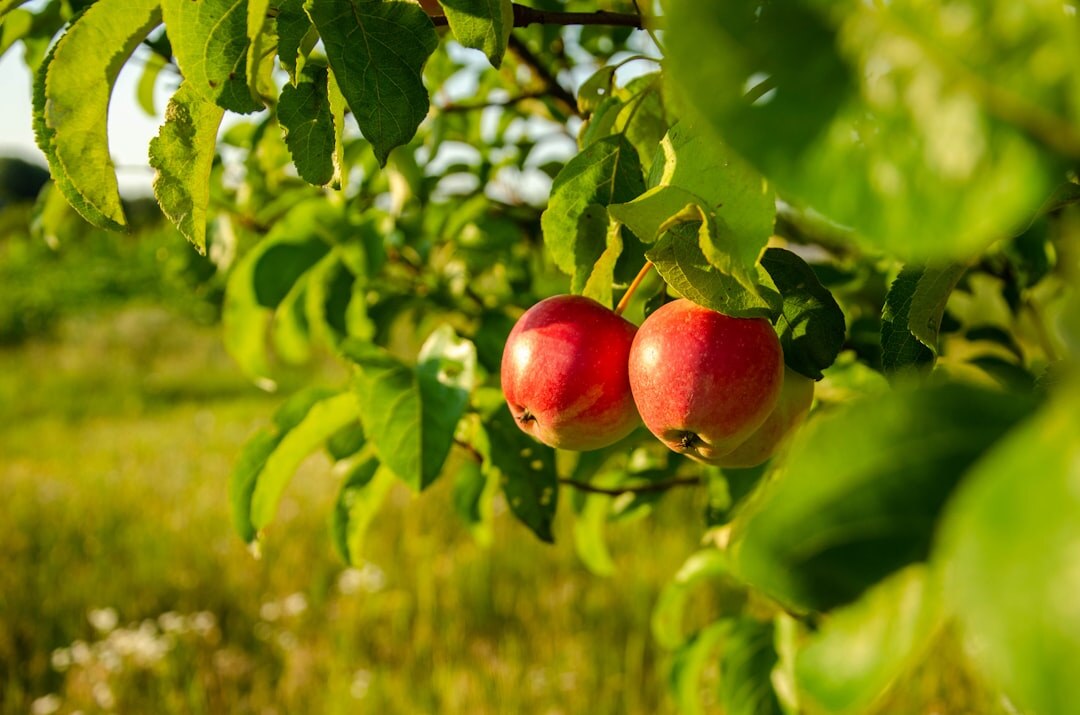 Small fruit orchard with apple trees in a Czech countryside garden