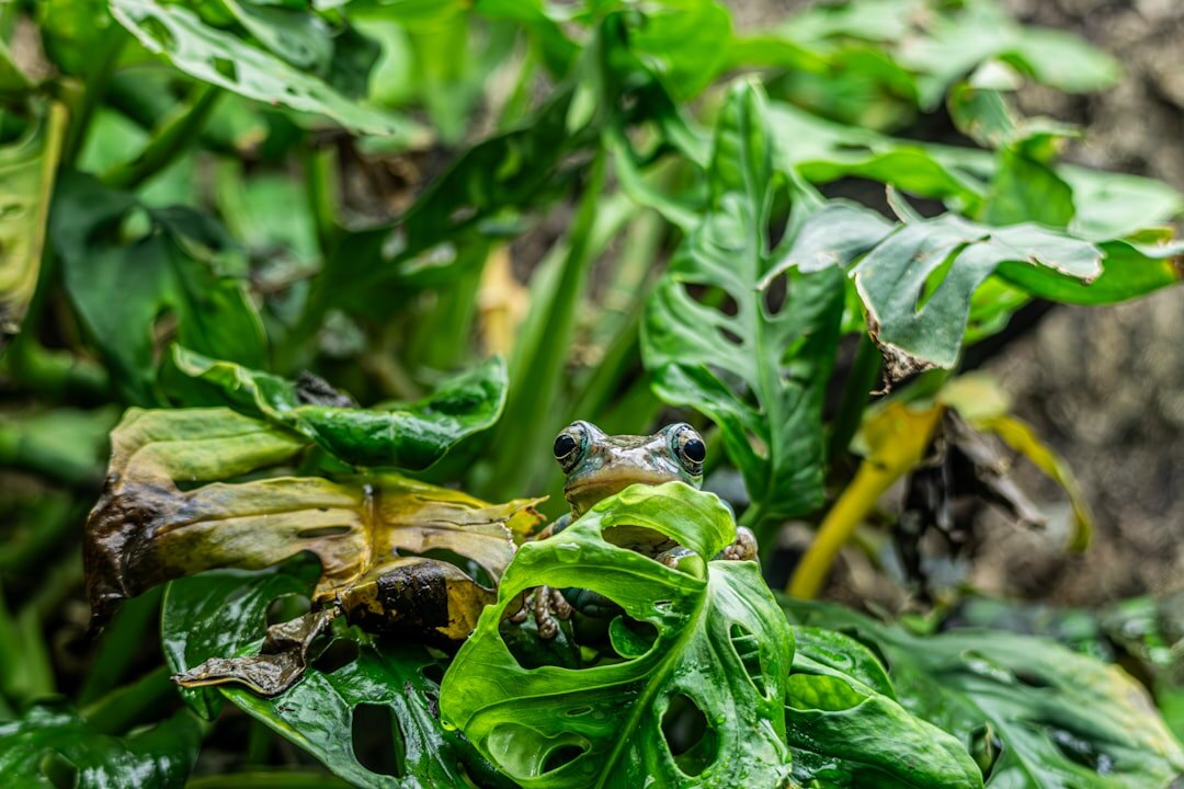 garden plants affected by mold