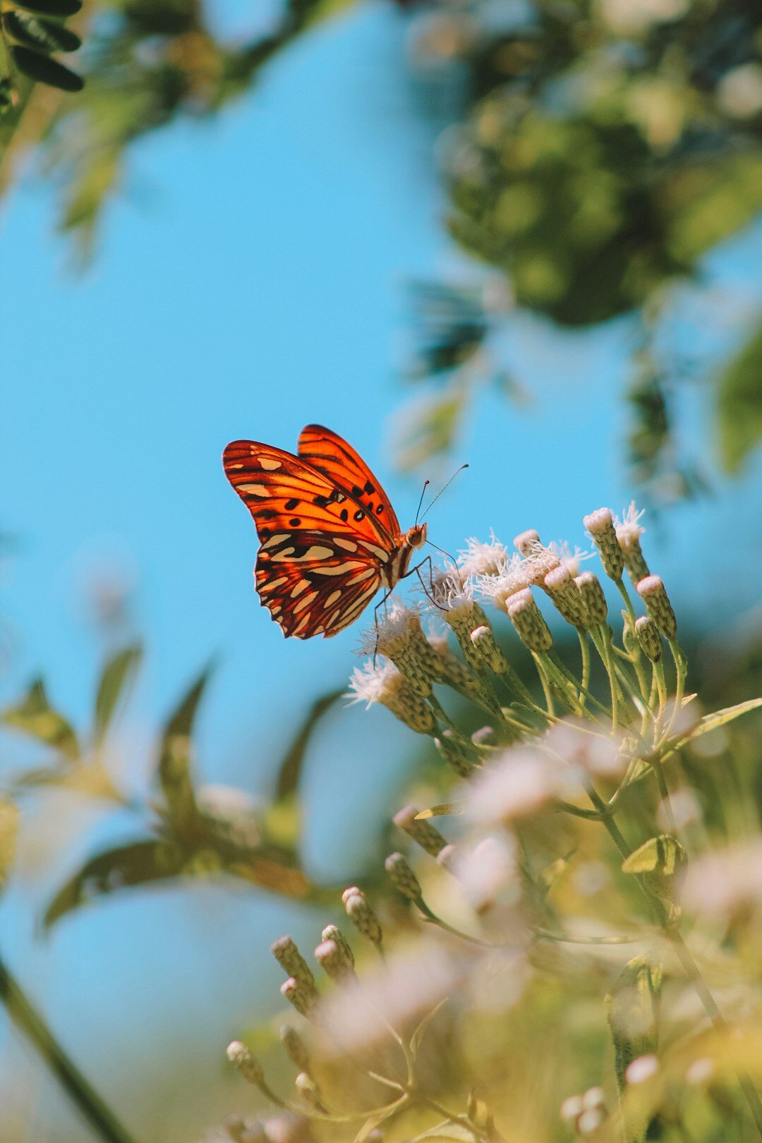 butterflies on flowers