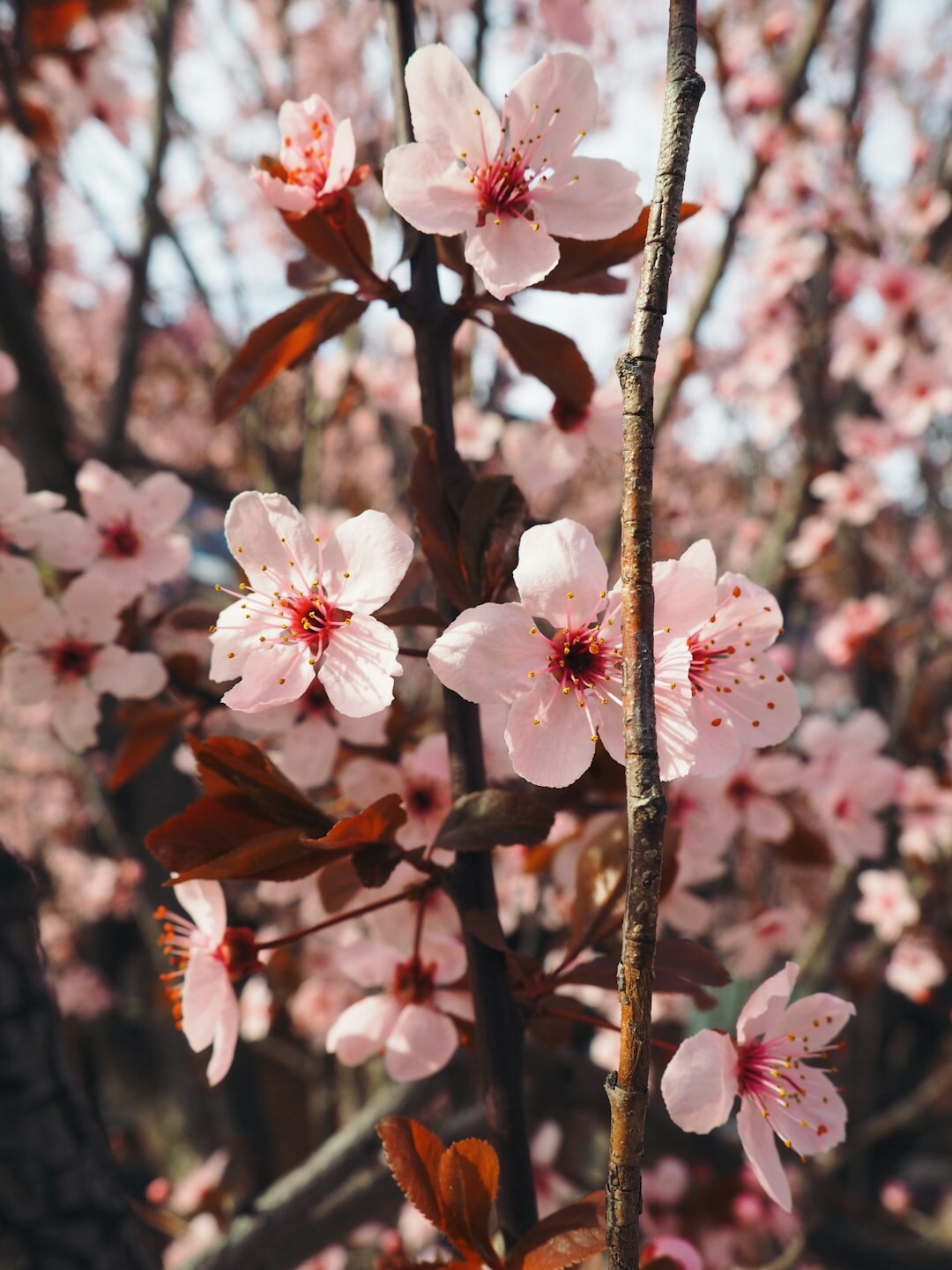 spring flowers in bloom