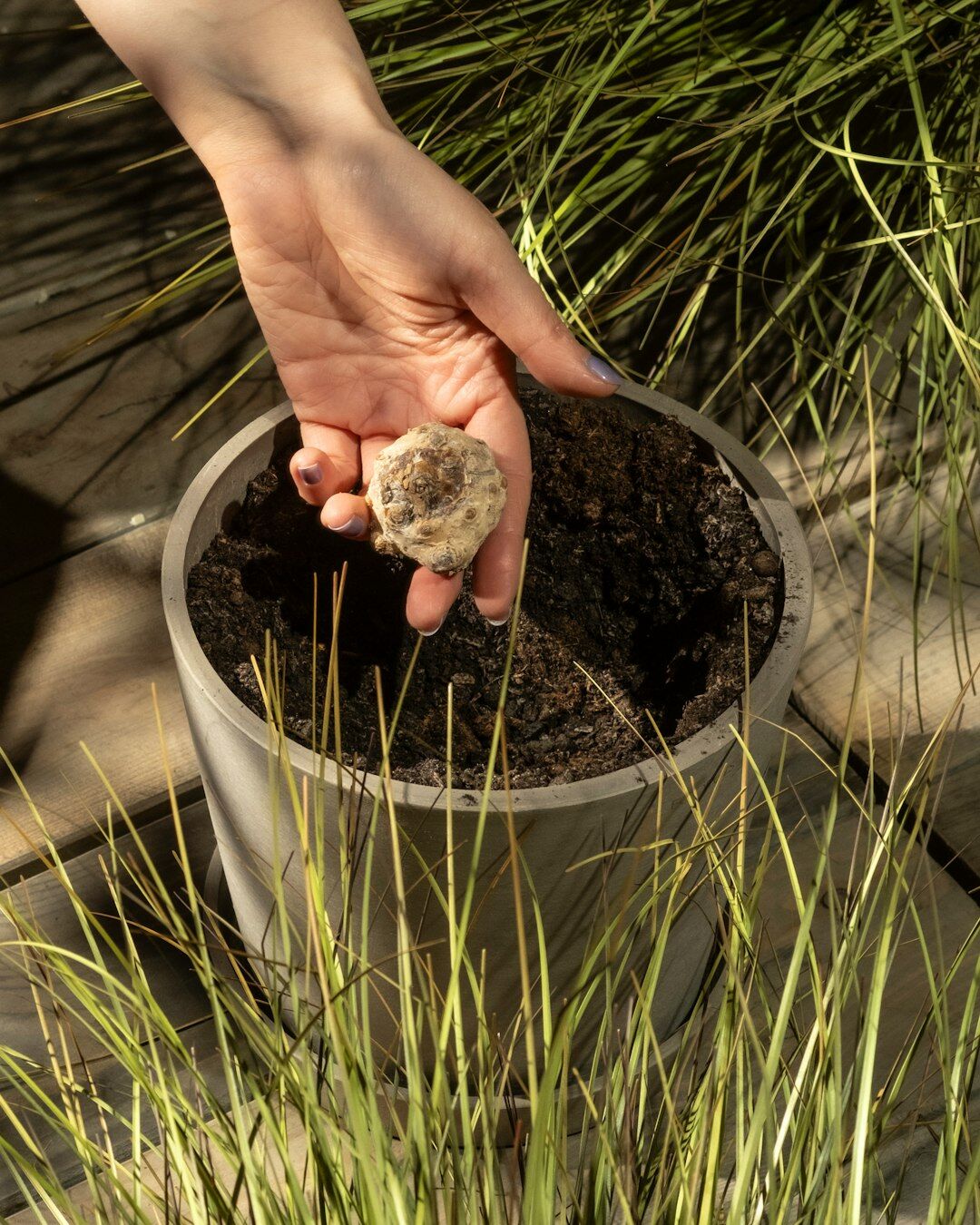 planting flower bulbs