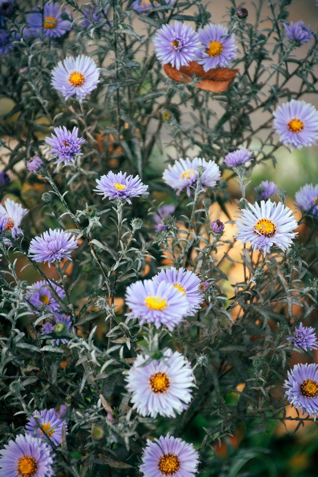 summer flowers blooming in garden