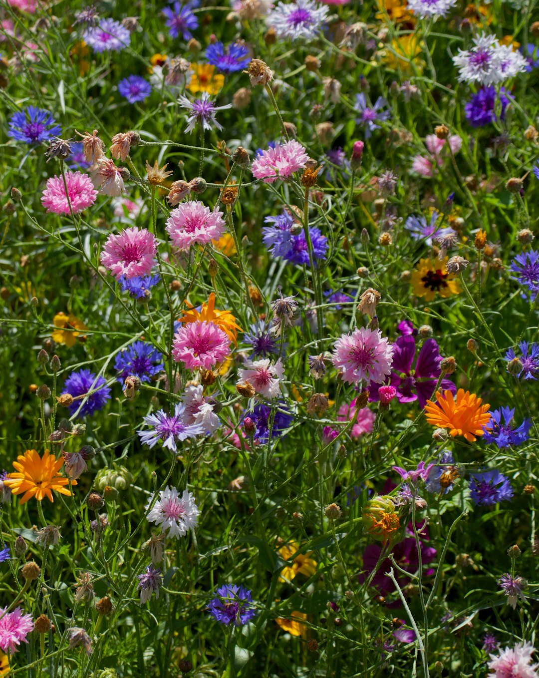 drought resistant summer flowers