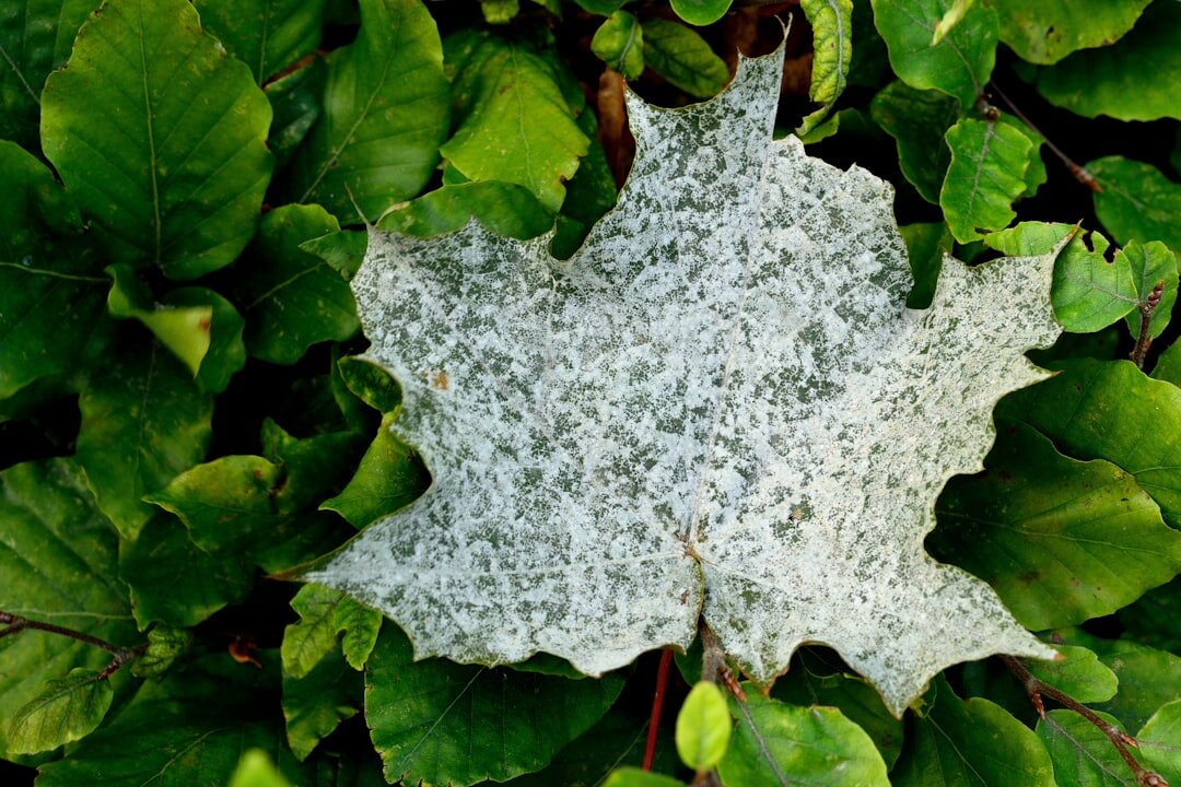 baking soda spray on leaves