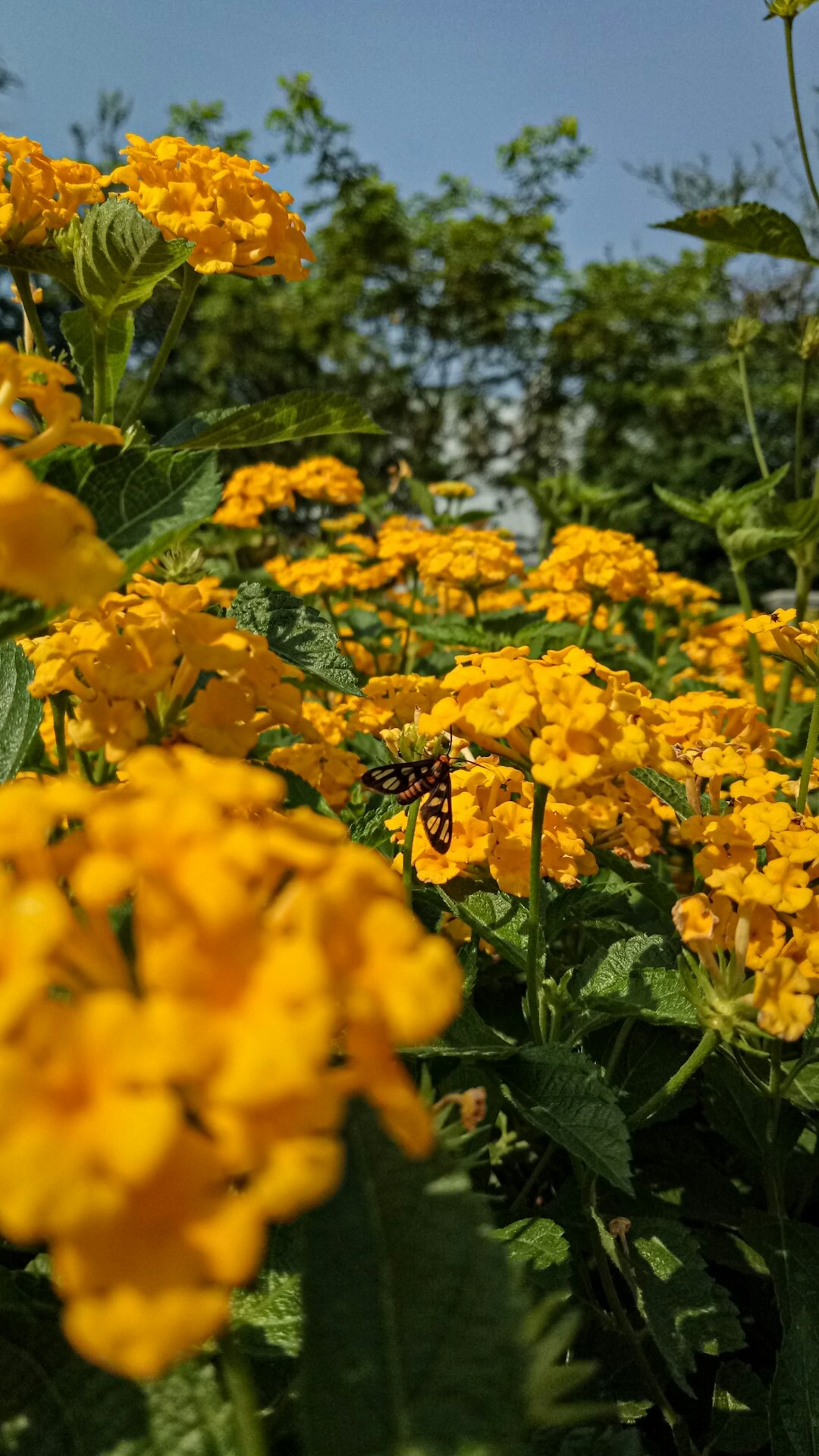 garden with bees and butterflies