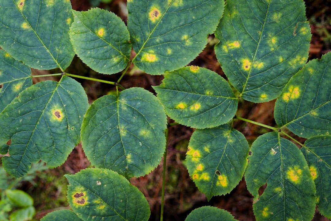 garden plants affected by mold