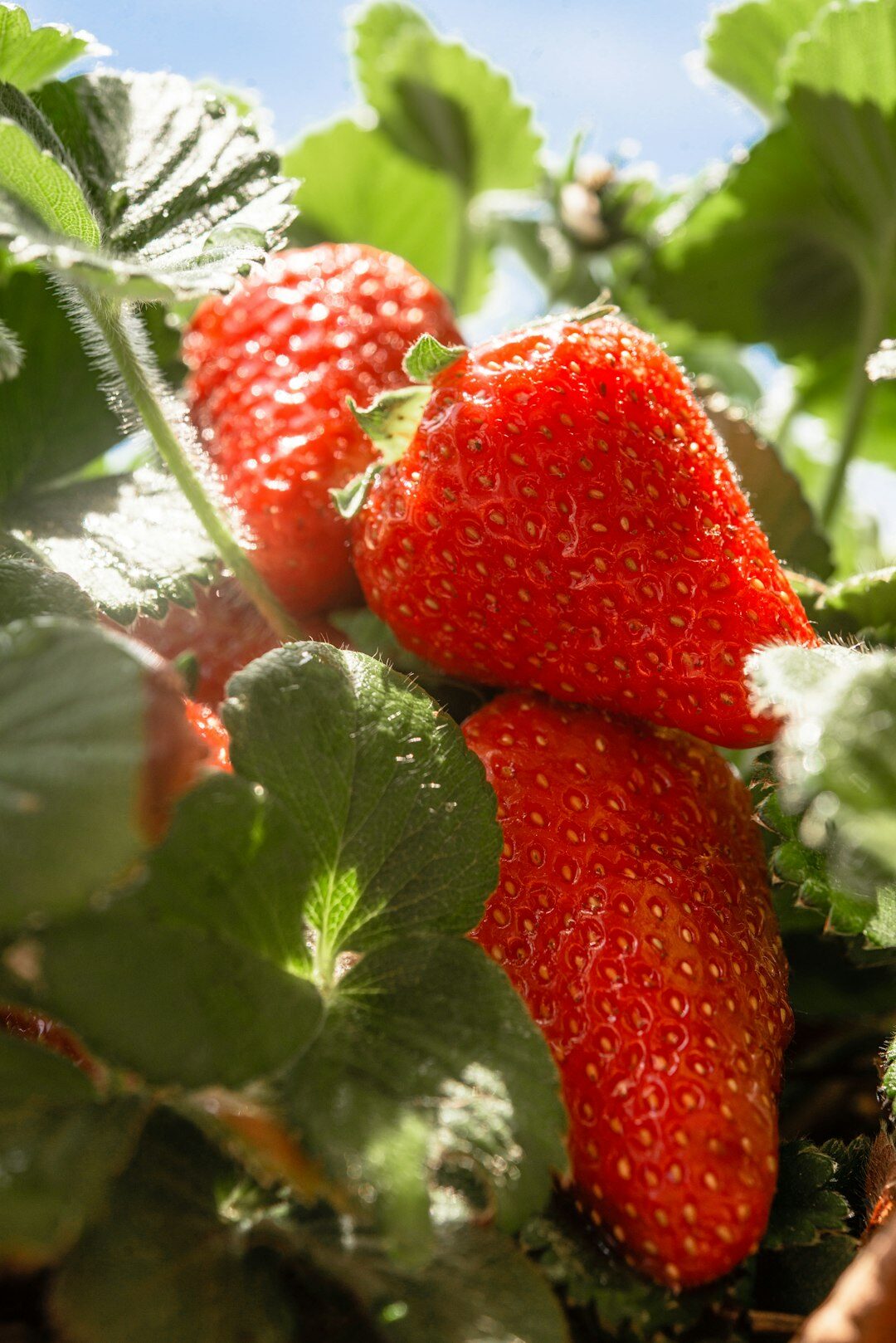 ripe strawberries on plant