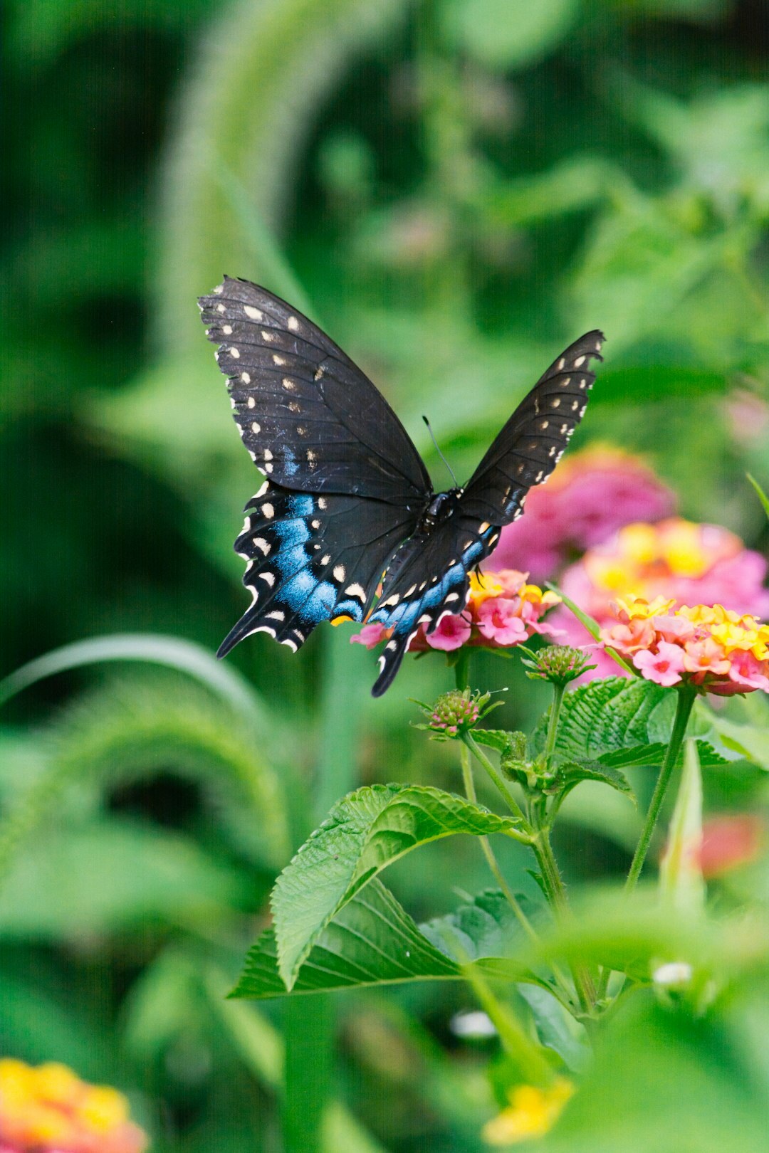 butterflies on flowers