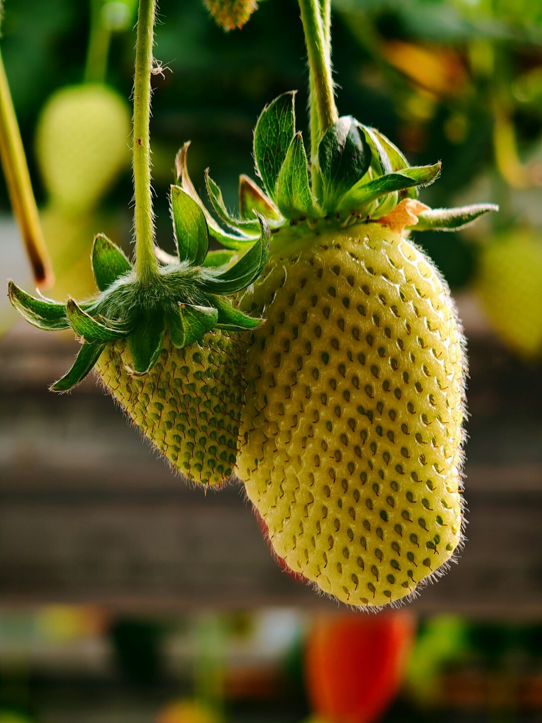 strawberry plants in garden
