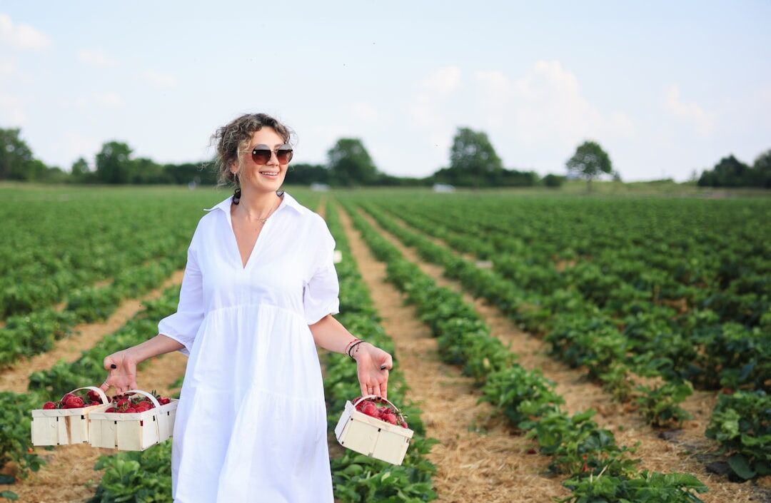 woman harvesting strawberries