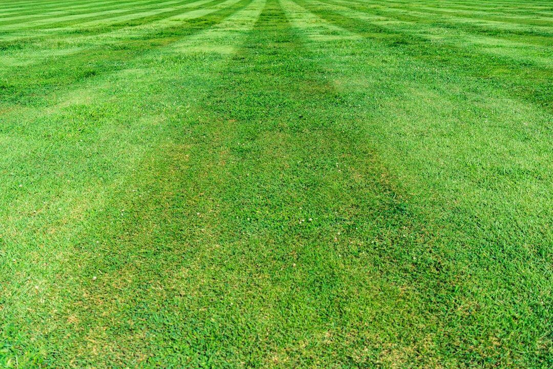 fertilizing lawn