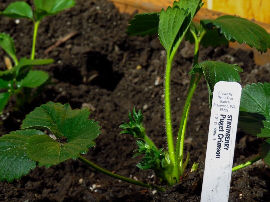 gardener planting strawberries
